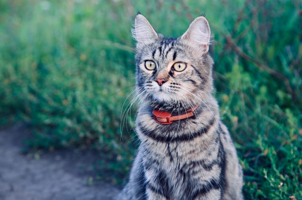 kat